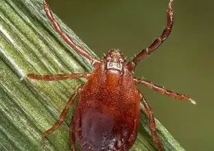 Bed Bug Prevention in Gilbert