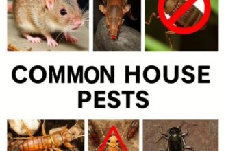 invasive Pests in gilbert