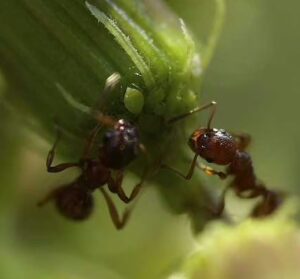 ant pest control in Prescott