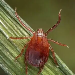 Bed Bug Prevention in Prescott