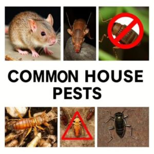 invasive Pests in Prescott
