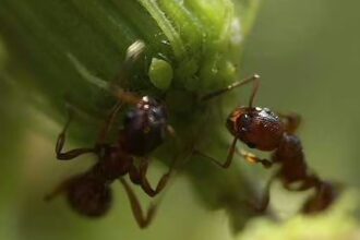 ant pest control in Flagstaff